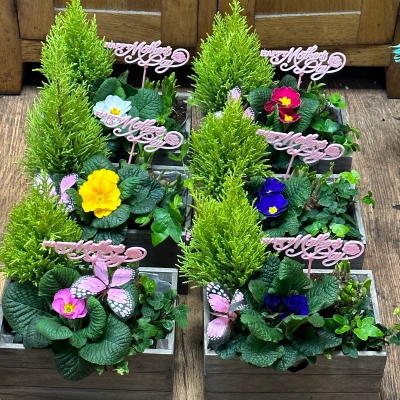 Mothers day hot sale planter